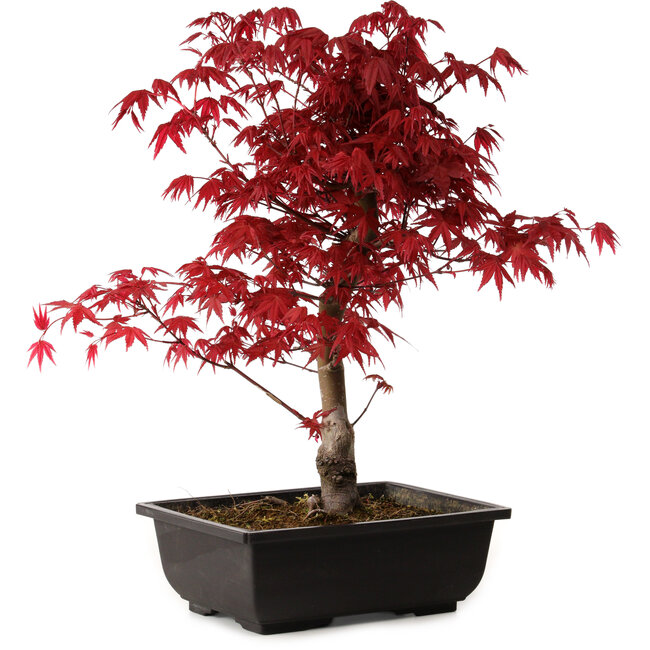 Acer palmatum deshojo, 40 cm, ± 10 years old, with a nebari of 4 cm