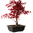 Acer palmatum deshojo, 40 cm, ± 10 anni, con nebari di 4 cm