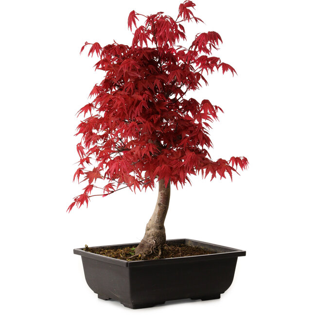 Acer palmatum deshojo, 40 cm, ± 10 años de edad, con un nebari de 4 cm