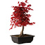 Acer palmatum deshojo, 40 cm, ± 10 años de edad, con un nebari de 4 cm