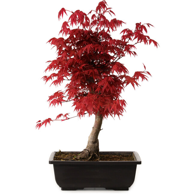 Acer palmatum deshojo, 40 cm, ± 10 anni, con nebari di 4 cm