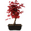 Acer palmatum deshojo, 40 cm, ± 10 Jahre alt, mit einem Wurzelhals von 4 cm