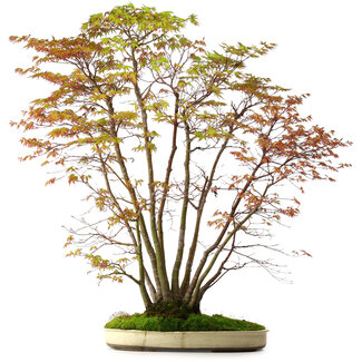 Acero palmato, 84 cm, circa 20 anni