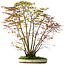 Acer palmatum, 84 cm, ± 20 years old, with a nebari of 13 cm
