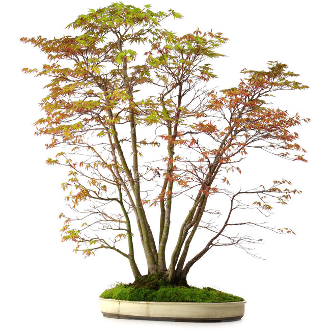 Acer palmatum, 84 cm, ± 20 years old, with a nebari of 13 cm