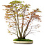 Acer palmatum, 84 cm, ± 20 jaar oud, met een nebari van 13 cm