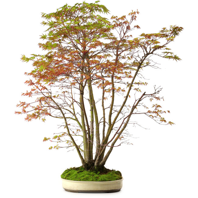 Acer palmatum, 84 cm, ± 20 años, con un nebari de 13 cm
