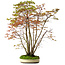 Acer palmatum, 84 cm, ± 20 anni, con nebari di 13 cm