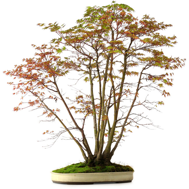 Acer palmatum, 84 cm, ± 20 jaar oud, met een nebari van 13 cm