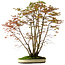 Acer palmatum, 84 cm, ± 20 years old, with a nebari of 13 cm