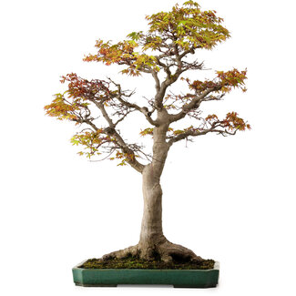 Acer palmatum, 82 cm, ± 40 Jahre alt