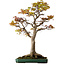 Acer palmatum, 82 cm, ± 40 años, con un nebari de 34 cm