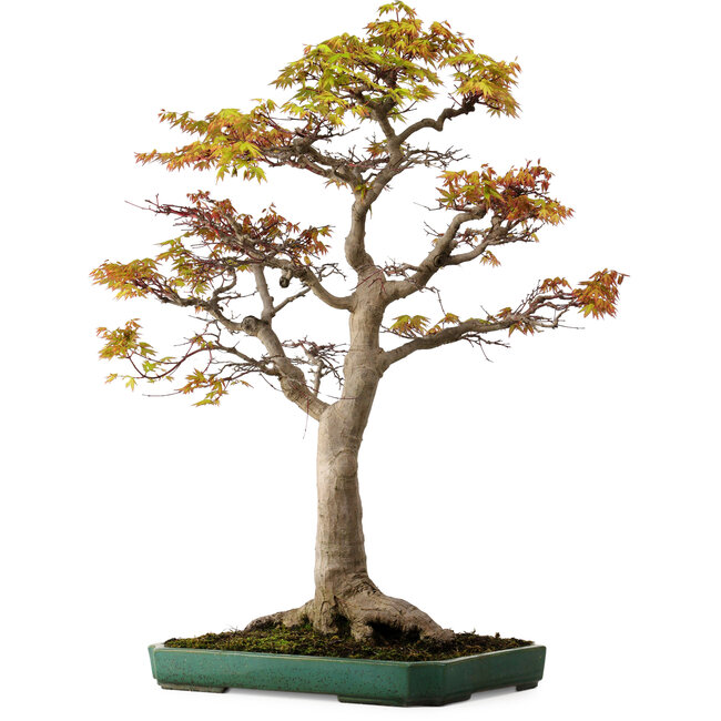 Acer palmatum, 82 cm, ± 40 ans, avec un nebari de 34 cm
