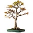 Acer palmatum, 82 cm, ± 40 years old, with a nebari of 34 cm