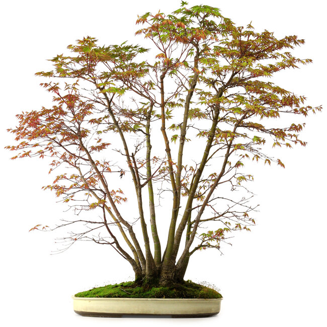 Acer palmatum, 84 cm, ± 20 years old, with a nebari of 13 cm