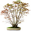 Acer palmatum, 84 cm, ± 20 anni, con nebari di 13 cm