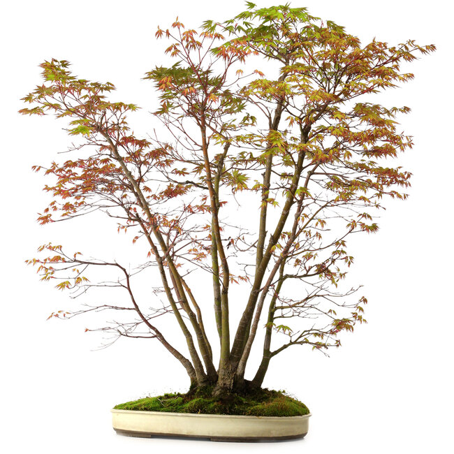 Acer palmatum, 84 cm, ± 20 ans, avec un nebari de 13 cm