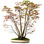 Acer palmatum, 84 cm, ± 20 Jahre alt, mit einem Wurzelhals von 13 cm