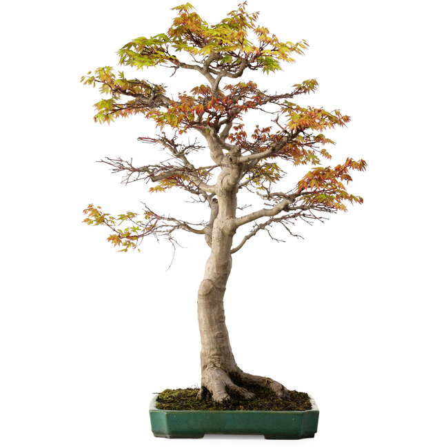 Acer palmatum, 82 cm, ± 40 years old, with a nebari of 34 cm