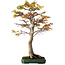 Acer palmatum, 82 cm, ± 40 years old, with a nebari of 34 cm