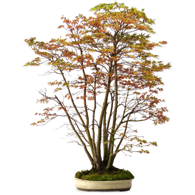 Acer palmatum, 84 cm, ± 20 anni, con nebari di 13 cm