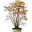 Acer palmatum, 84 cm, ± 20 years old, with a nebari of 13 cm