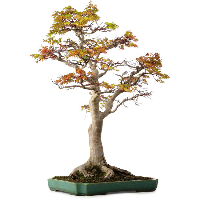 Acer palmatum, 82 cm, ± 40 anni, con nebari di 34 cm