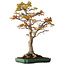 Acer palmatum, 82 cm, ± 40 ans, avec un nebari de 34 cm