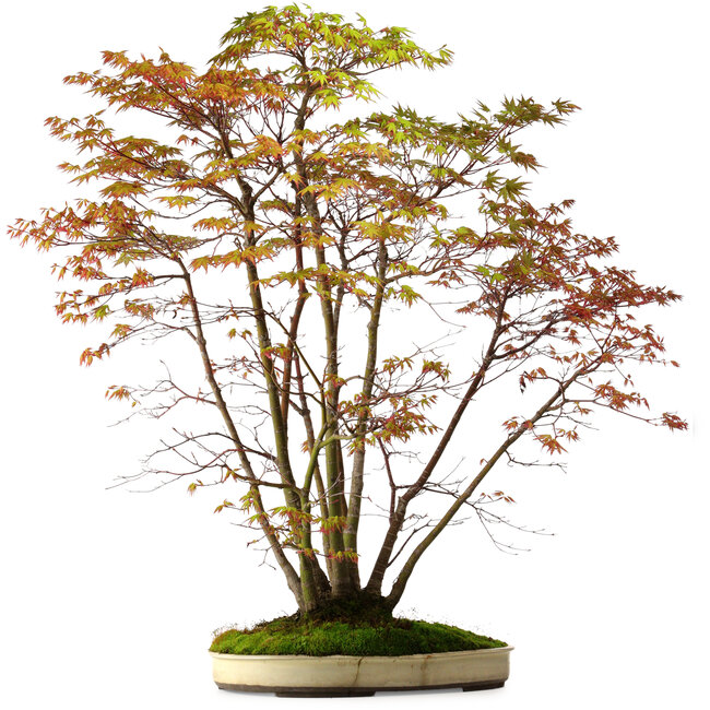 Acer palmatum, 84 cm, ± 20 years old, with a nebari of 13 cm