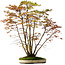 Acer palmatum, 84 cm, ± 20 Jahre alt, mit einem Wurzelhals von 13 cm