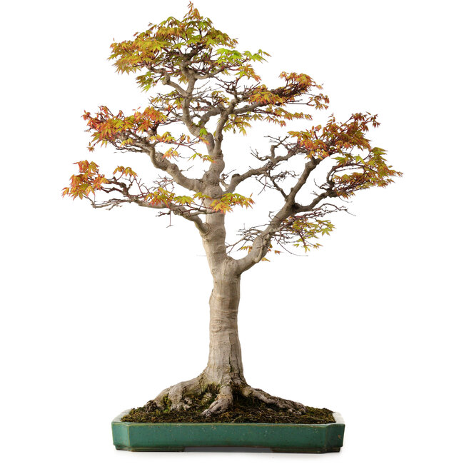 Acer palmatum, 82 cm, ± 40 years old, with a nebari of 34 cm