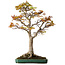 Acer palmatum, 82 cm, ± 40 anni, con nebari di 34 cm