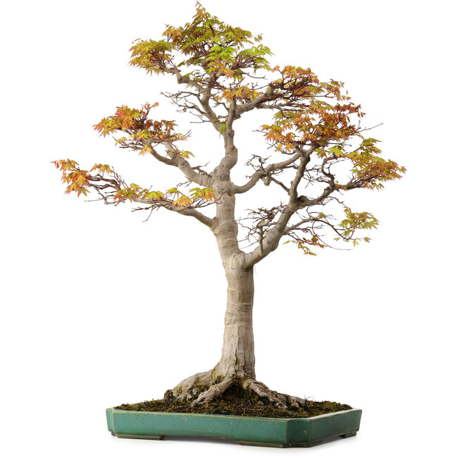 Acer palmatum, 82 cm, ± 40 Jahre alt, mit einem Wurzelhals von 34 cm