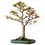 Acer palmatum, 82 cm, ± 40 Jahre alt, mit einem Wurzelhals von 34 cm
