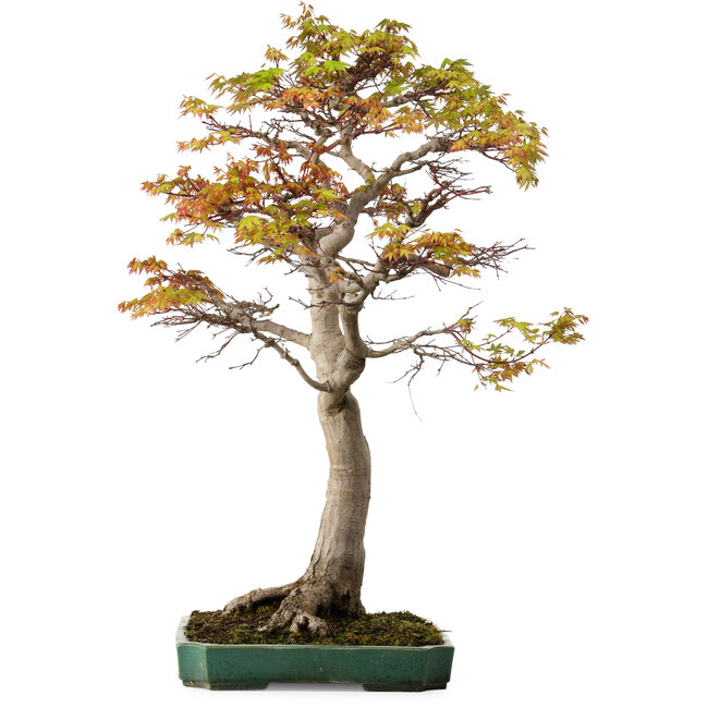 Acer palmatum, 82 cm, ± 40 anni, con nebari di 34 cm
