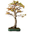 Acer palmatum, 82 cm, ± 40 Jahre alt, mit einem Wurzelhals von 34 cm