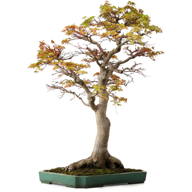 Acer palmatum, 82 cm, ± 40 years old, with a nebari of 34 cm