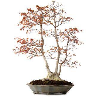 Acer palmatum, 78 cm, ± 40 ans