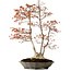 Acer palmatum, 78 cm, ca. 40 Jahre alt, mit einem Wurzelhals von 27 cm