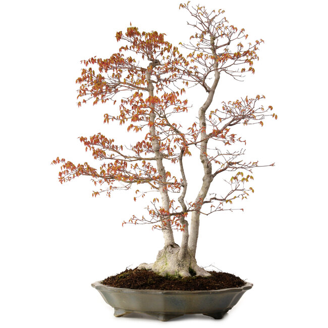 Acer palmatum, 78 cm, ± 40 ans, avec un nebari de 27 cm