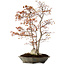 Acer palmatum, 78 cm, ± 40 jaar oud, met een nebari van 27 cm