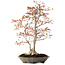 Acer palmatum, 78 cm, ± 40 years old, with a nebari of 27 cm