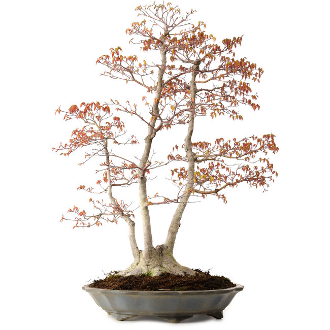 Acer palmatum, 78 cm, ± 40 years old, with a nebari of 27 cm