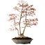 Acer palmatum, 78 cm, ± 40 anni, con nebari di 27 cm