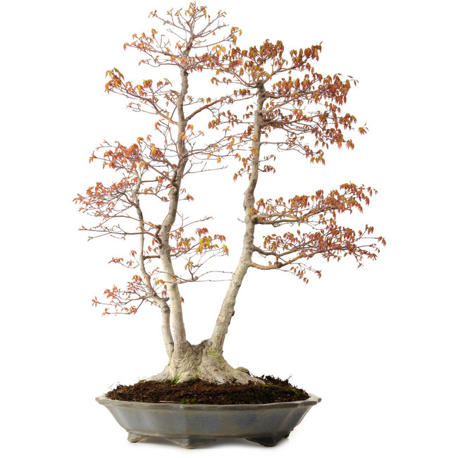Acer palmatum, 78 cm, ± 40 years old, with a nebari of 27 cm