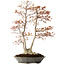 Acer palmatum, 78 cm, ± 40 años, con un nebari de 27 cm