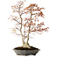 Acer palmatum, 78 cm, ca. 40 Jahre alt, mit einem Wurzelhals von 27 cm