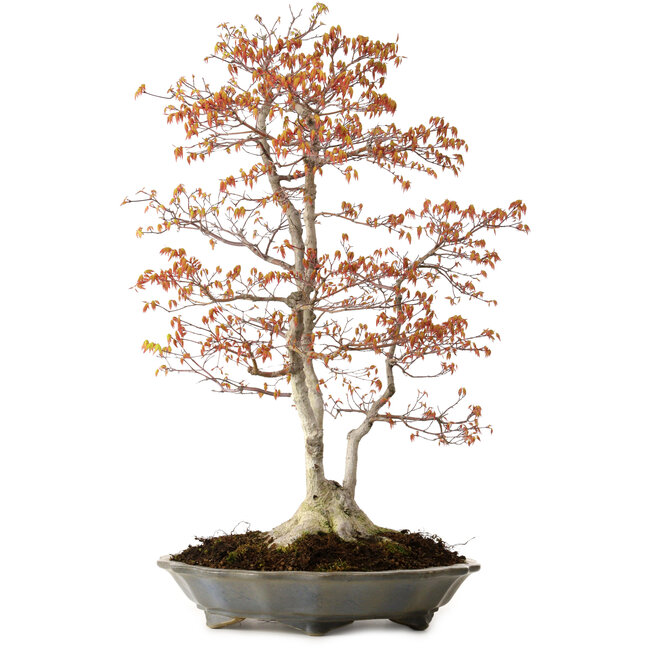 Acer palmatum, 78 cm, ± 40 años, con un nebari de 27 cm