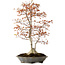 Acer palmatum, 78 cm, ± 40 years old, with a nebari of 27 cm