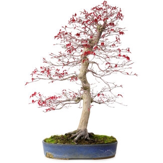 Acer palmatum deshojo, 52 cm, ± 20 Jahre alt